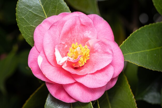 Hermosa flor de camelia rosa en el árbol. Rosa de invierno