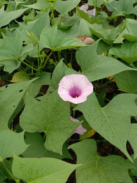 Foto hermosa flor de camote púrpura entre hojas