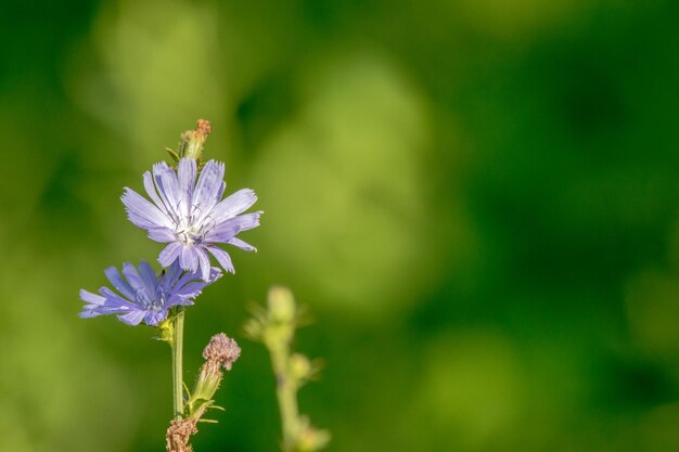 Hermosa flor de campo azul de achicoria en un campo