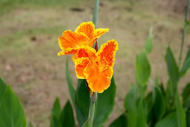 Hermosa flor de canna con hojas verdes en el jardín