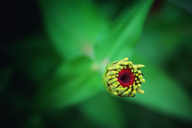 Hermosa flor de capullo