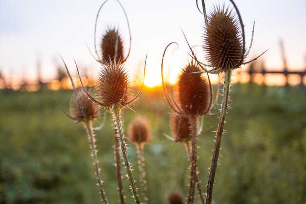 Hermosa flor de cardo seco al atardecer