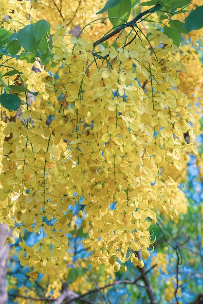 hermosa flor de Cassia Fistula que florece en un jardín