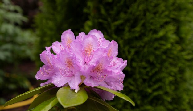 Hermosa flor Catawba rosebay Rhododendron catawbiense contra el fondo de thuja esmeralda
