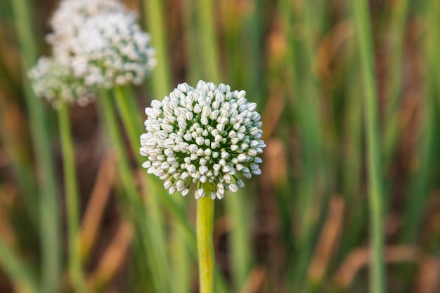 Hermosa flor de cebolla blanca con enfoque selectivo de fondo borroso