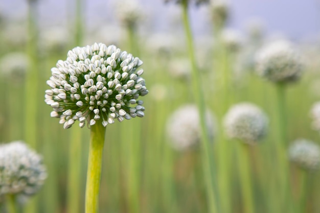 Hermosa flor de cebolla blanca con enfoque selectivo de fondo borroso