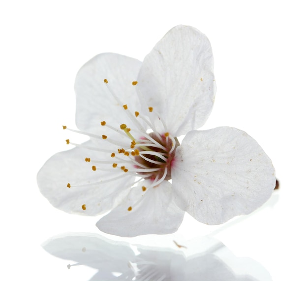 Hermosa flor de cerezo aislado en blanco