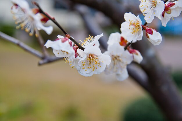 Hermosa flor de cerezo blanco en Japón