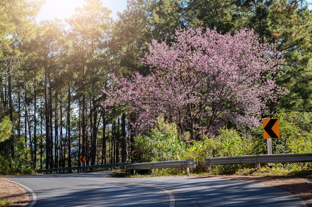 Foto la hermosa flor de cerezo de chiang mai, tailandia, la primavera, el sakura en flor, el pétalo japonés.