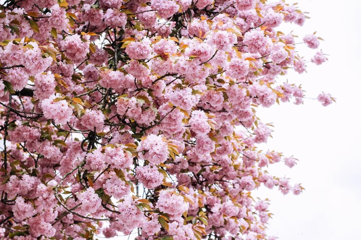 Hermosa flor de cerezo en flor a principios de la temporada de primavera Flor rosa japonesa Jardín japonés Aislado sobre fondo blanco