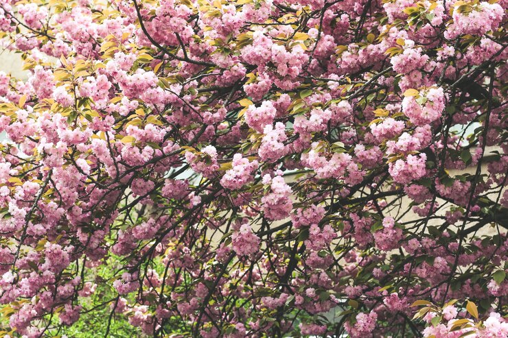 Hermosa flor de cerezo en flor a principios de la temporada de primavera Flor rosa japonesa Jardín japonés