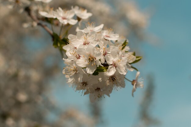 Hermosa flor de cerezo, flores y capullos