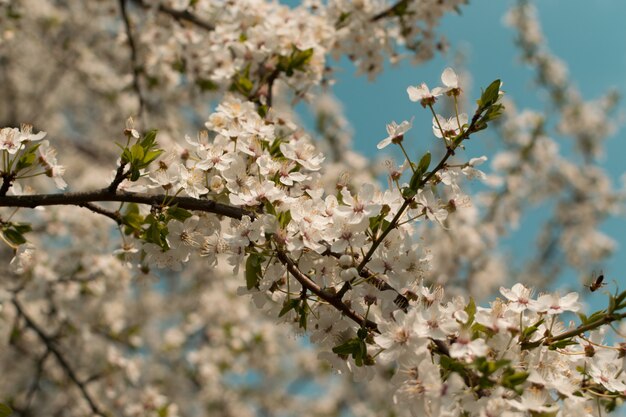 Hermosa flor de cerezo, flores y capullos