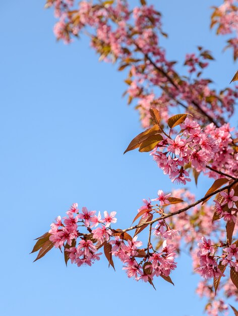 Hermosa flor de cerezo del Himalaya salvaje rosa en plena floración sobre cielo azul