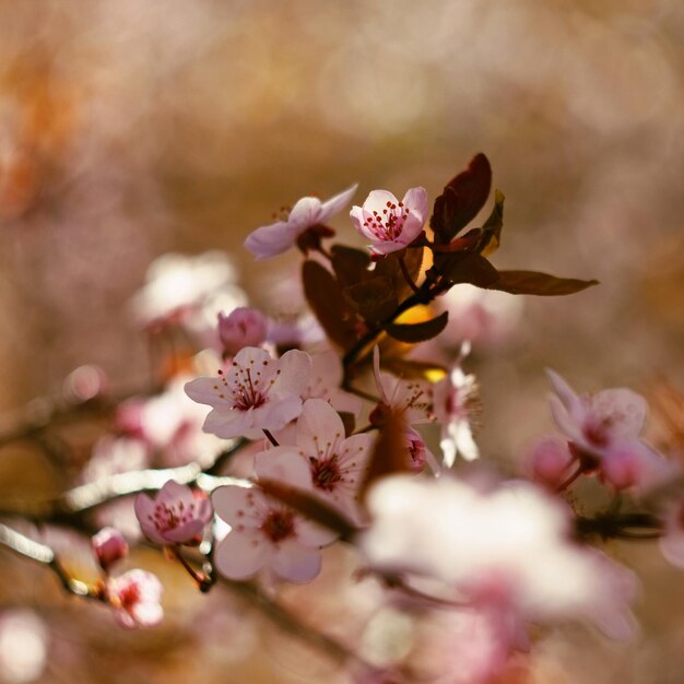 Hermosa flor de cerezo japonés Sakura Fondo de temporada Fondo borroso natural al aire libre con árbol en flor en un día soleado de primavera