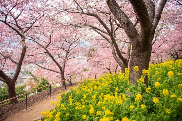 Hermosa flor de cerezo en Matsuda, Japón