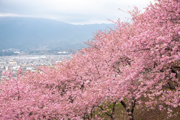 Hermosa flor de cerezo en Matsuda, Japón
