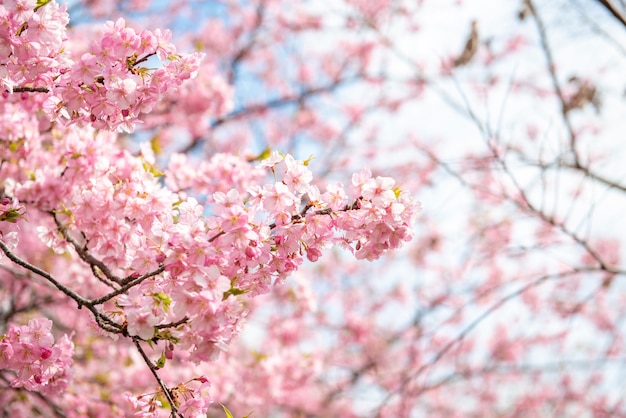 Hermosa flor de cerezo en Matsuda, Japón