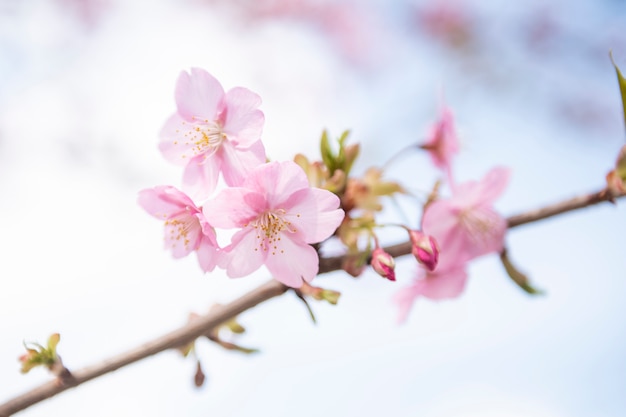 Hermosa flor de cerezo en Matsuda, Japón