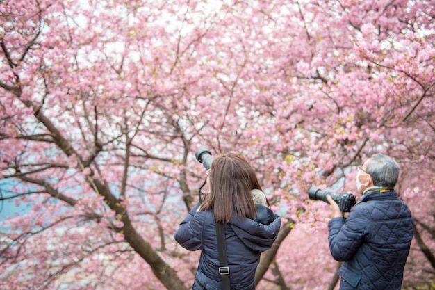 Hermosa flor de cerezo en Matsuda, Japón