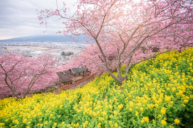 Hermosa flor de cerezo en Matsuda, Japón