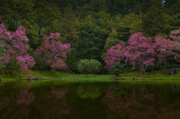 Hermosa flor de cerezo o fondo de flor de sakura