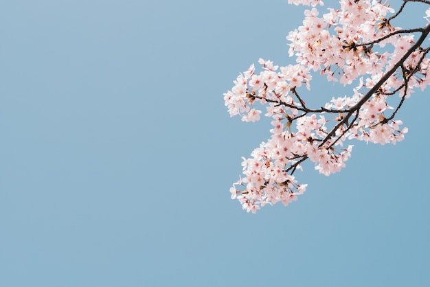 Hermosa flor de cerezo en plena floración en primavera