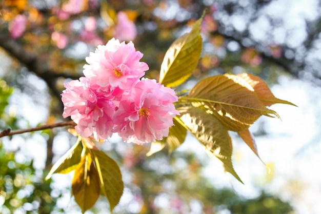 Hermosa flor de cerezo en plena floración a principios de la temporada de primavera flor japonesa sakura rosa en el jardín japonés sobre el cielo azul