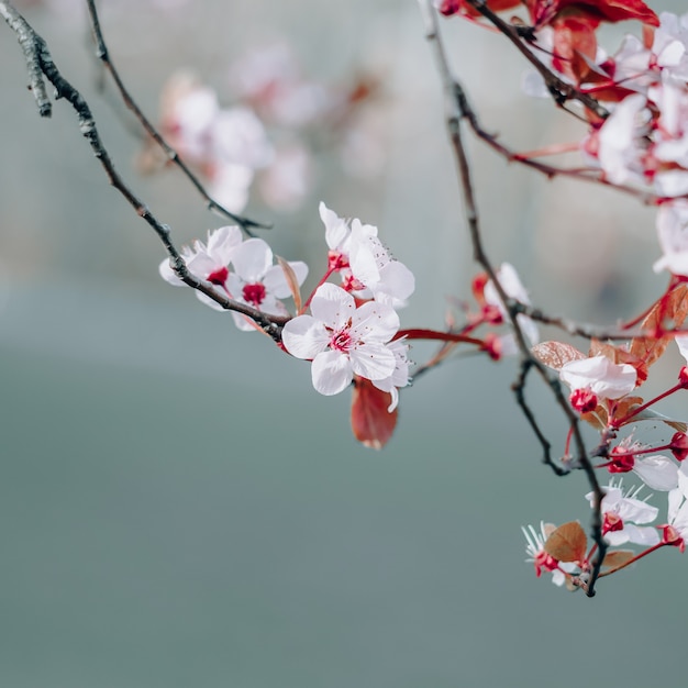 Hermosa flor de cerezo en primavera, flor de sakura