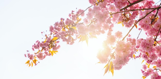 Hermosa flor de cerezo en primavera sobre el cielo azul y el cielo de la luz del sol con espacio para copiar