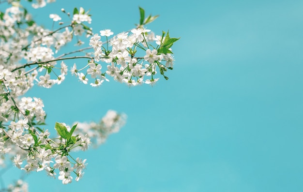 Hermosa flor de cerezo en primavera sobre el cielo azul. Espacio para texto.