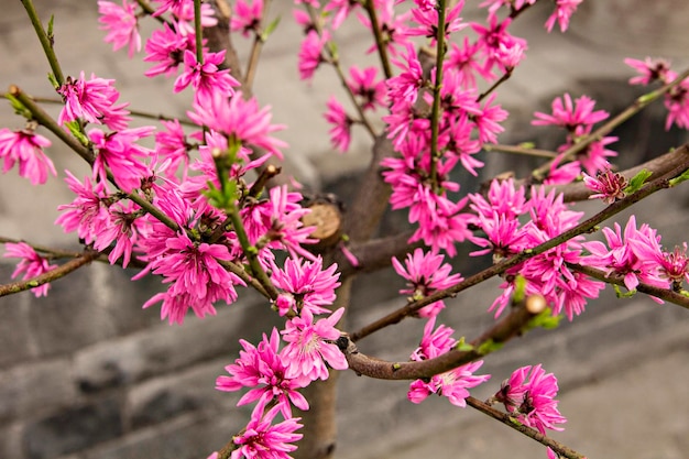 Hermosa flor de cerezo rosa brillante con enfoque selectivo y fondo borroso suave. árbol de sakura en