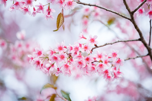 Hermosa flor de cerezo rosa, flor de sakura