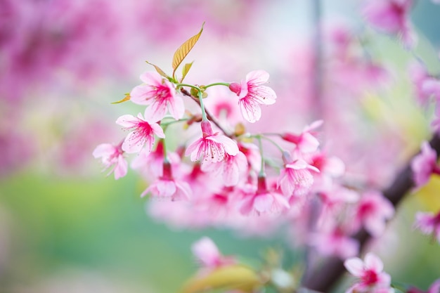 Hermosa flor de cerezo rosa en el fondo de la naturaleza Flor de Sakura floreciendo