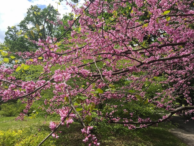 Hermosa flor de cerezo rosa en el jardín Primer plano