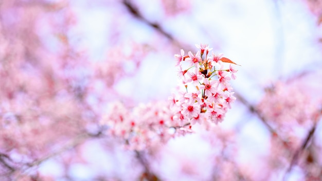 Hermosa flor de cerezo rosa o flor de Sakura que florece en el cielo azul en la naturaleza