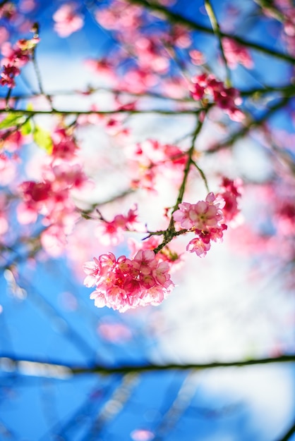 Foto hermosa flor de cerezo rosa o flor de sakura que florece en el cielo azul sobre fondo de naturaleza