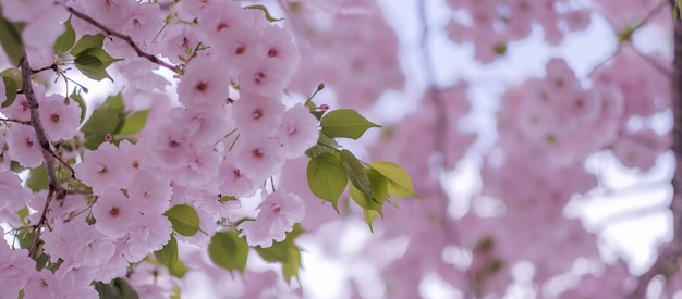 Hermosa flor de cerezo rosa o sakura florece en el jardín