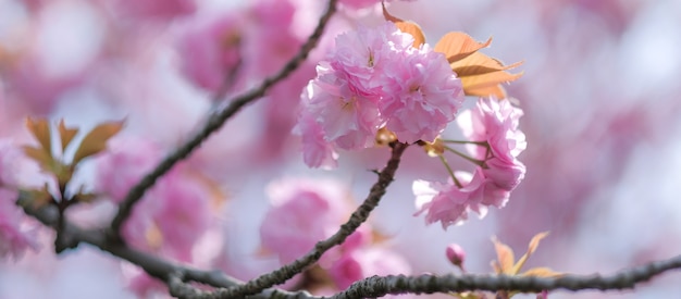 Hermosa flor de cerezo rosa o sakura florece en el jardín