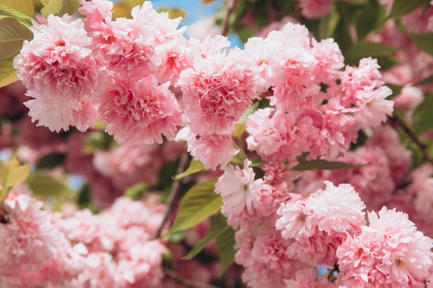 Hermosa flor de cerezo rosa en plena floración en primavera