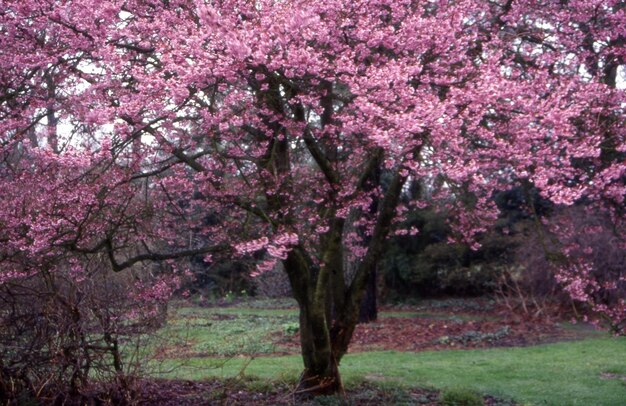 Hermosa flor de cerezo rosa en primavera