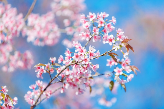 Hermosa flor de cerezo rosa sobre fondo de naturaleza, flor de Sakura en flor