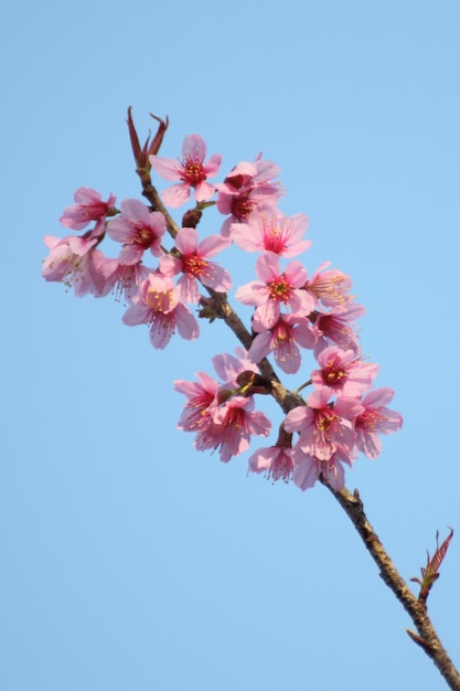 Hermosa flor de cerezo rosa.