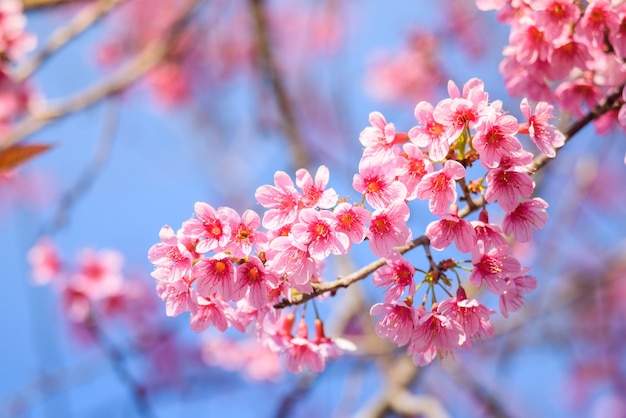 Hermosa flor de cerezo rosa