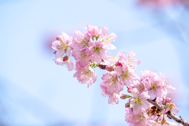 Hermosa flor de cerezo de Sakura en color rosa en primavera en el árbol