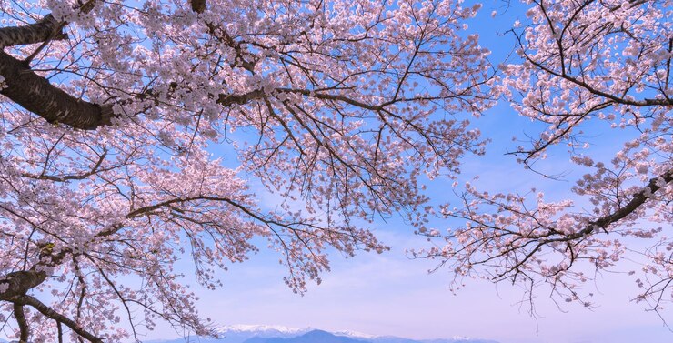 Hermosa flor de cerezo sakura en plena floración sobre fondo de cielo azul en primavera