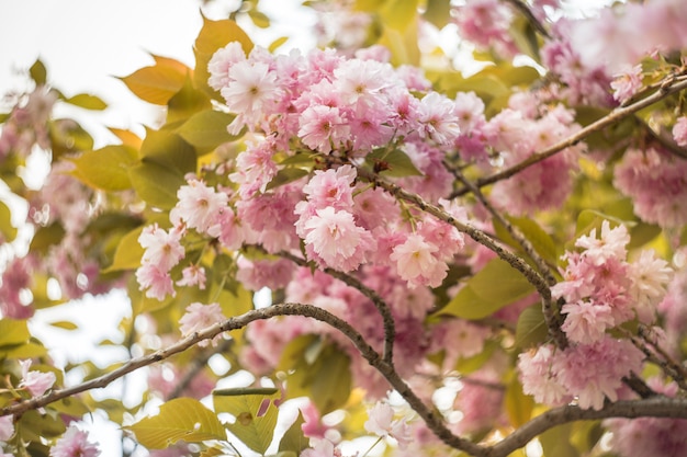 Hermosa flor de cerezo sakura en primavera en un parque central