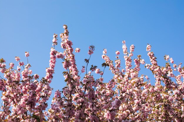 Hermosa flor de cerezo sakura en primavera sobre cielo azul