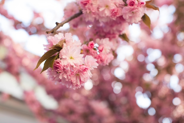 Hermosa flor de cerezo sakura en primavera sobre cielo azul