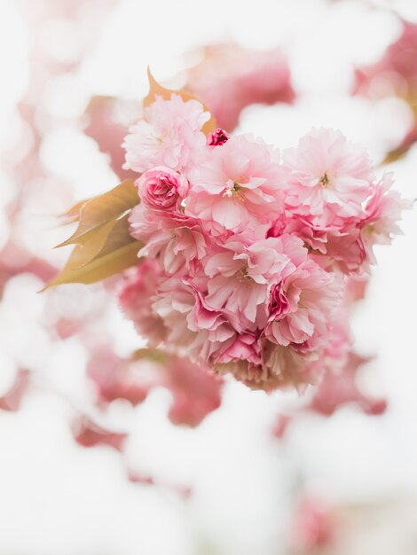 Hermosa flor de cerezo sakura en primavera